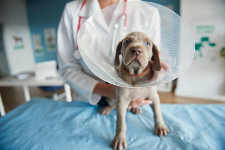 São Gonçalo inicia agendamento para castração gratuita de cães e gatos