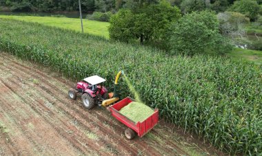 Safrinha de Silagem de Milho Beneficia Produtores Rurais em São Gonçalo do Rio Abaixo