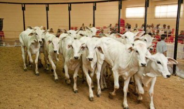 São Gonçalo realiza 18º Leilão de Gado de Leite e Corte no dia 28 de março