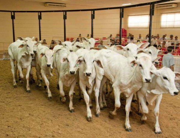 São Gonçalo realiza 18º Leilão de Gado de Leite e Corte no dia 28 de março