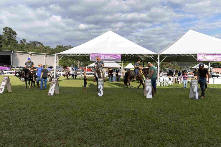 Concurso de marcha reúne 345 animais e reforça tradição na 38ª Cavalgada de São Gonçalo
