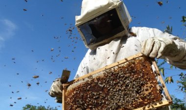 Apicultura se consolida como pilar econômico e ambiental em São Gonçalo do Rio Abaixo