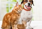 Prefeitura de João Monlevade realiza Campanha de Vacinação Antirrábica Animal 2026
