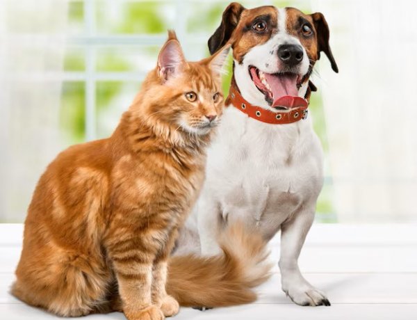 Prefeitura de João Monlevade realiza Campanha de Vacinação Antirrábica Animal 2026