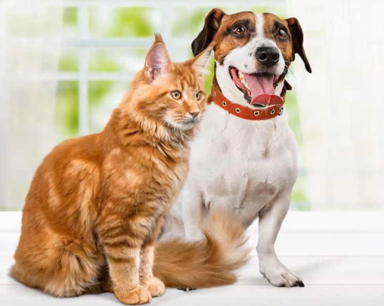 Prefeitura de João Monlevade realiza Campanha de Vacinação Antirrábica Animal 2026